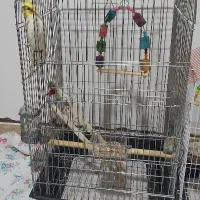 طوطی عروس هلندی کاملا دستی و اهلی