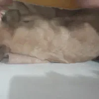 حیوان .سگ .پاکوتاهست .پیداشده نشانی بده