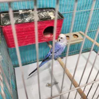 جفت مرغ عشق با جوجه
