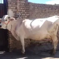 گاو ابستن