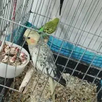 عروس هلندی و مرغ عشق
