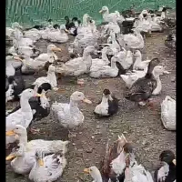 اردک محلی عمده موجوده