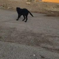 کبوتر پرشی ناب|پرنده|کوهدشت, |دیوار