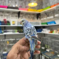 فروش انواع پرنده درجه یک و لوازم خارجی وکار تهران|پرنده|بیرجند, |دیوار