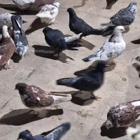 کفتر پرشی|پرنده|مشکیندشت, |دیوار