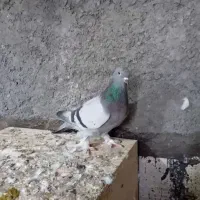 کبوتر ترکیه تضمینی ایناخ