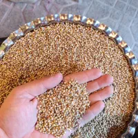 گشنیز|عمدهفروشی|کنگاور, |دیوار