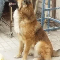 ژرمن میکس|سگ|بیرجند, |دیوار