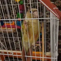 طوطی گیرینچیک دستی کامل تقریبا ۶ ماه