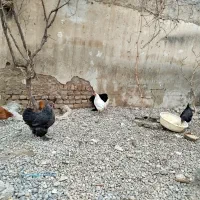 مرغ محلی تخم گذار|حیوانات مزرعه|شهریار, دهشاد بالا|دیوار