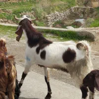 نر بز|حیوانات مزرعه|کنگاور, |دیوار