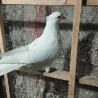 کفتر|پرنده|نظرآباد, رسالت|دیوار