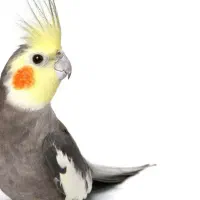 عروس هلندی وکوتوله|پرنده|کاشان, سرفره و صدره|دیوار