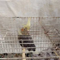 جوجه عروس هلندی|پرنده|شاندیز, |دیوار