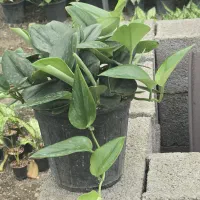 پتوس فرانسوی (مازندران-عباس‌آباد)|گل و گیاه طبیعی|تهران, میدان ولیعصر|دیوار