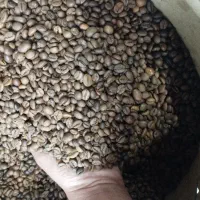 پخش انواع دان قهوه