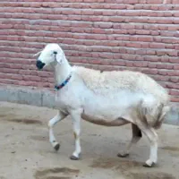 میش آبستن و قوچ|حیوانات مزرعه|ملکان, |دیوار