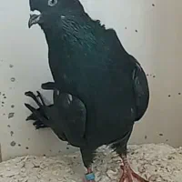 کبوتر سیاه پر اصفهانی