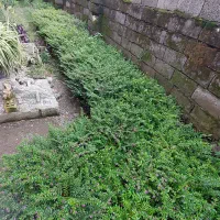 مرجان گل اناری سطل ۴|گل و گیاه طبیعی|چابکسر, |دیوار