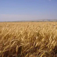 زمین کشاورزی دیم در روستای کمره قروه