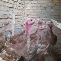 بوقلمون نژاد بوربورون اورگانیک