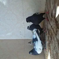 کبوتر سینی نر ماده