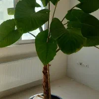 گل بابا آدم|گل و گیاه طبیعی|شاندیز, |دیوار