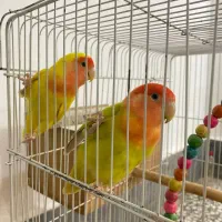 جفت اوپال با ۲ جوجه