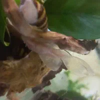 پلکو لنجنخوار کفخوار آلبینو سوپر باله|ماهی|پرند, فاز ۶|دیوار