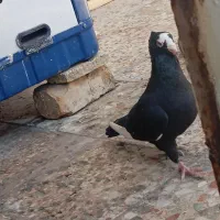 کفتر|پرنده|مرودشت, ابوذر شمالی|دیوار