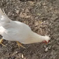 تخم نطفه دار مرغ گلین و لاری تضمینی|حیوانات مزرعه|لواسان, |دیوار