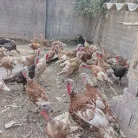 ۴ عدد بوقلمون