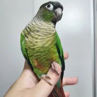 پرنده کاملا دستی و ارام