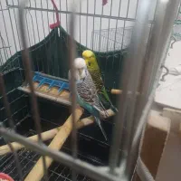 مرغ عشق انگلیسی   گرید a