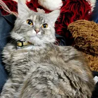 گربه پرشین ماده ب دنبال جفت