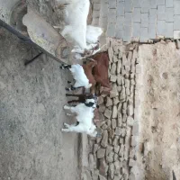 ۱۲۰۰۰۰۰۰۰۰|حیوانات مزرعه|رضویه, |دیوار