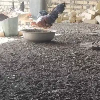 17عدد مرغ و سه عدد خروس همگی جوان|حیوانات مزرعه|ورزنه, |دیوار