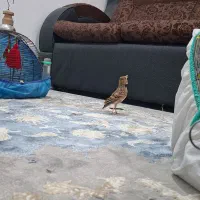 سهره قناری دستی|پرنده|کارون, |دیوار