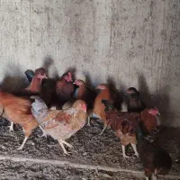 تعدادی خروس جوانه