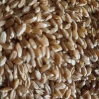 گندم پیشگام درجه یک