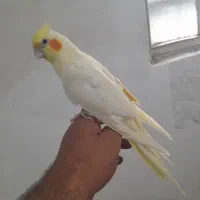 عروس هلندی|پرنده|بروجرد, |دیوار