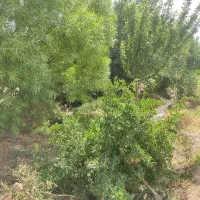 باغچه  اسلامشهر|فروش زمین و ملک کلنگی|اسلام‌شهر, کاشانک|دیوار