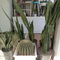 گل‌های آپارتمانی و بیرونی