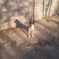 واگذاری فوری توله سگ نگهبان