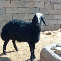 بر قوچی  بره میش