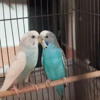 یک جفت مرغ عشق مولد