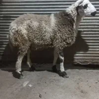 یک راس بره نر|حیوانات مزرعه|بهشهر, |دیوار