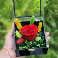 گل رز جاویدان تمام پلکسی در انواع رنگ ها کد ۶۱|گل و گیاه طبیعی|تهران, میدان ولیعصر|دیوار