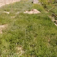 علوفه حیوانات حیوانات خانگی
