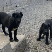 سلام دوتا توله سگ نر درجه بفروش می رسم